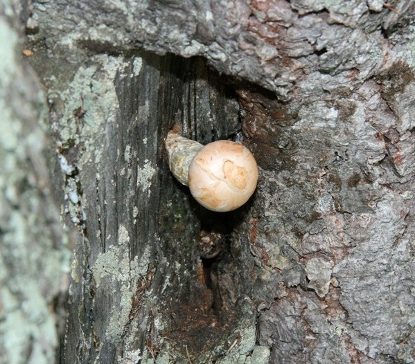 Ma gli alberi fanno la pip?